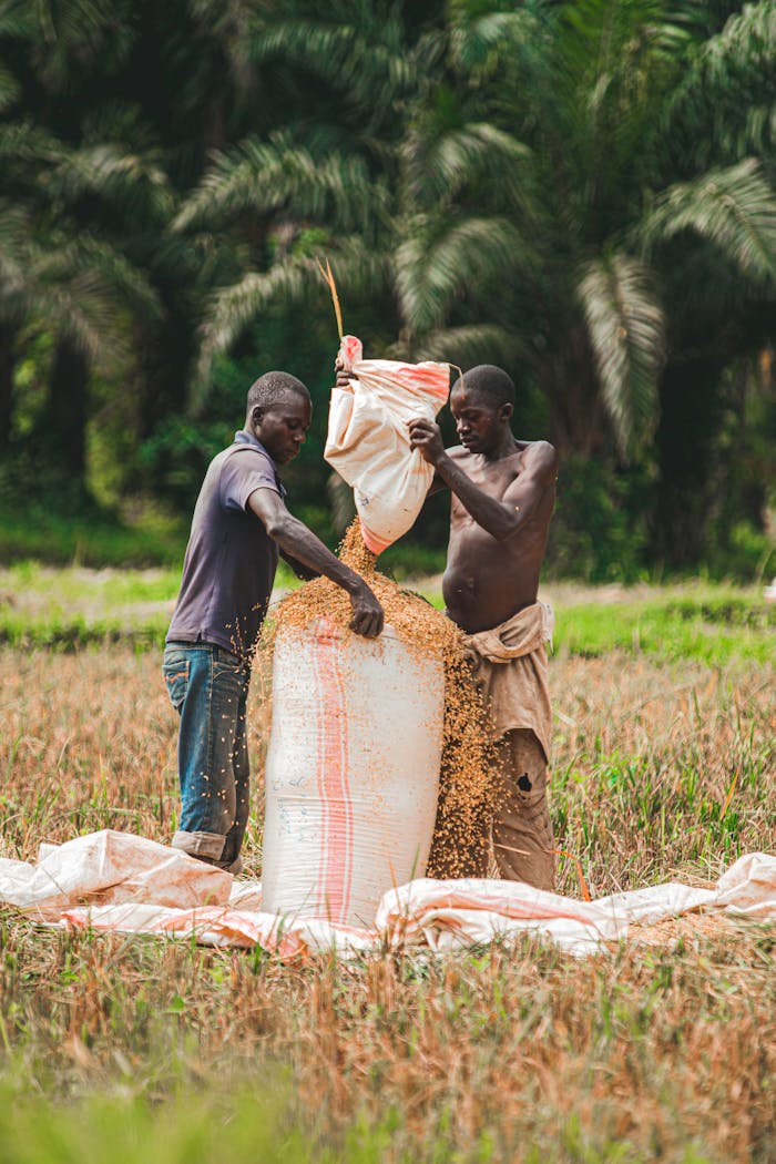 Two farmers packing rice in sacks during harvest season in rural Africa.