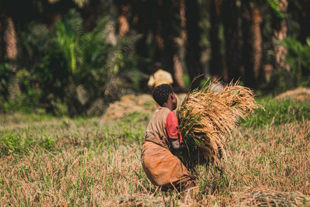 Accueil A farmer harvesting rice in a lush green field, showcasing traditional agriculture.