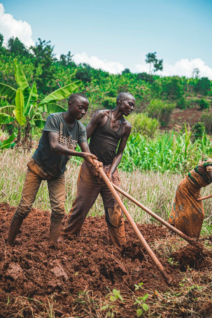 Two male farmers working the soil in a verdant field using manual tools under a clear sky.
