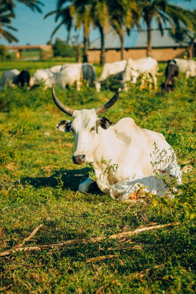 A serene white cow sitting on lush green grass, surrounded by a herd in a sunny rural landscape.